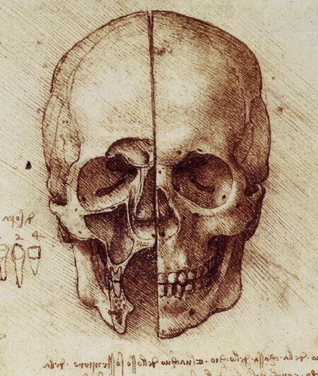 Leonardo da Vinci skull drawing