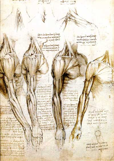 Leonardo da Vinci arm and shoulder