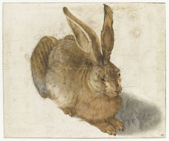 Copy of the hare by Albrecht Durer