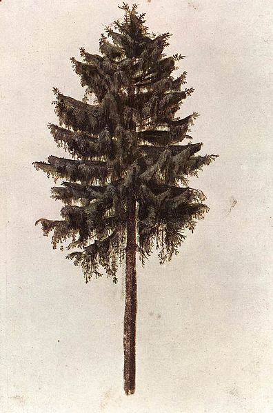 Albrecht Dürer - Pine