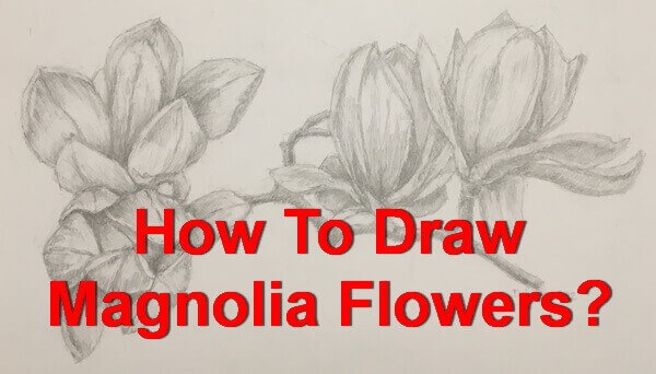how to draw magnolia flowers