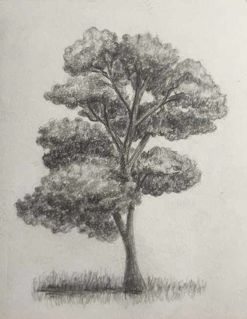 How To Draw Trees Step by Step