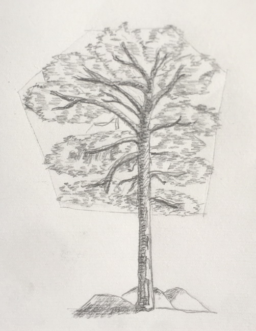how to draw trees step by step pine 2