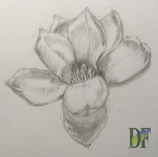magnolia flower pencil drawing