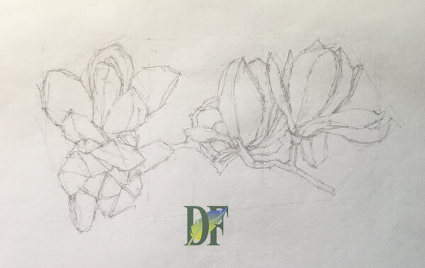 magnolia flowers pencil sketch