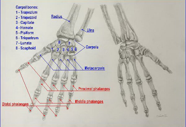 Bones of the hands 