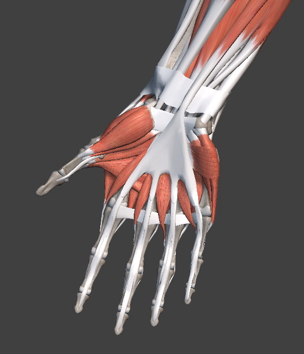 Hand muscles anterior view