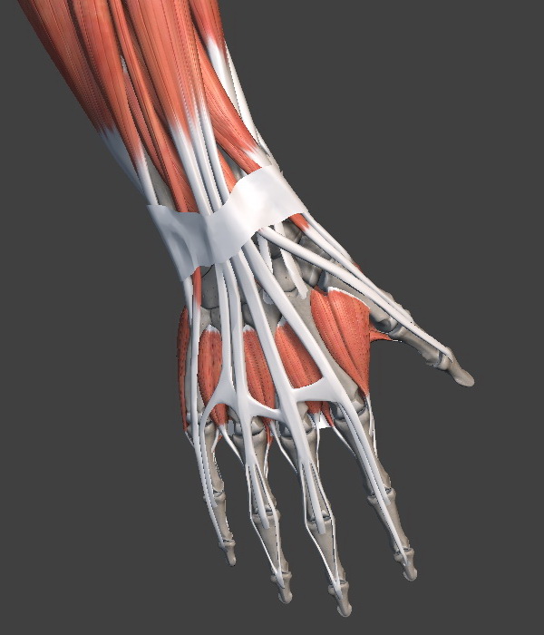hand muscles posterior view