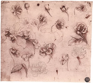 A drawing of flowers by Leonardo da Vinci